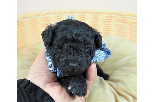 成約済の埼玉県のトイプードル-122096の1枚目